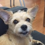 sallytubbyterrier profile picture