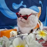 salmon29062020 profile picture