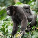 salvandoprimates profile picture