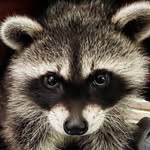samadhi_wildlife profile picture