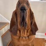 samdaly145 profile picture