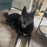 samfrench profile picture