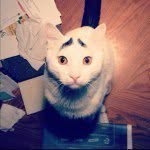 samhaseyebrows profile picture