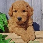 samsonthedood profile picture