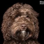 samsonthespoodle profile picture