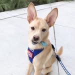samthegremlin profile picture