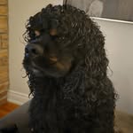 samuelelkhier profile picture