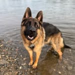 samuel_germanshepherd profile picture