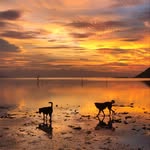 samui_street_dogs profile picture