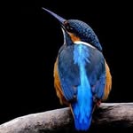 sandra.m.i.bandeira profile picture