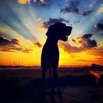 sand_sea_and_ali profile picture