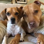 sandyandpennylane profile picture