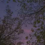 saniyawaqass profile picture