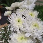 sanjib86797 profile picture