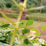 santho_sh_ks_25 profile picture