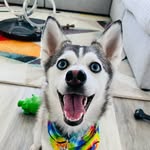 sapphie_the_pomsky