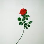sashamademuaselle profile picture