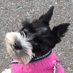 sasha_the_minischnauzer profile picture