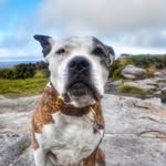 sash_the_staff profile picture