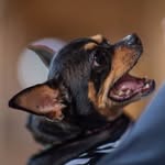 sassyfatchi profile picture