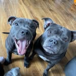 sassythestaffy1 profile picture