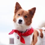 sato_bear profile picture