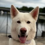 satoshitheakita profile picture