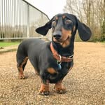 sausage_charlieb profile picture