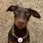 sauvithedobie profile picture