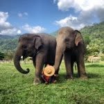 saveelephantfoundation profile picture