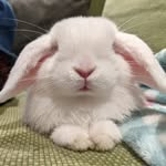 savesomebunnysanctuary profile picture