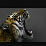 save_tiger_ profile picture