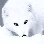 say_yes_to_peace profile picture