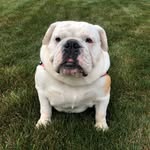 scarlettethebully profile picture