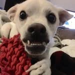 scaryfacedog profile picture