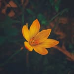 scenicnature_777 profile picture