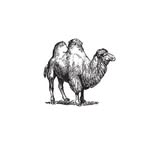 scheepskameel profile picture