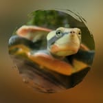 schildkroetenvogtland profile picture