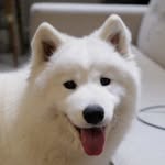schmutziethesamoyed profile picture