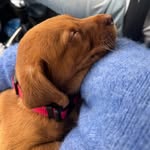 scoop_the_dog_ profile picture