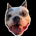 scooter_butt_d profile picture