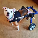 scootiepatootie.delilah profile picture