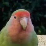 scotcand profile picture