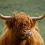 scotlandhighlands__ profile picture
