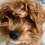 scoutahere profile picture