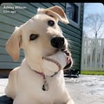 scoutthelabahoula profile picture