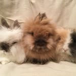 scrubblescuddles profile picture