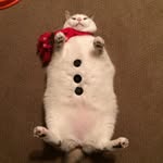 scruffles_fatcat profile picture