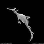 seadragonconservation profile picture