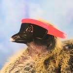 sealtooth profile picture